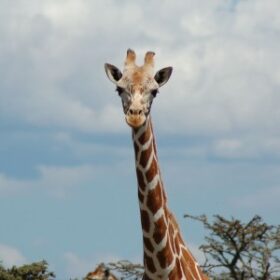 Giraffe