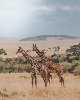 safari giraffe