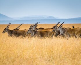 safari oryx