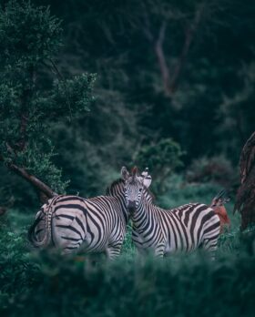 safari zebras